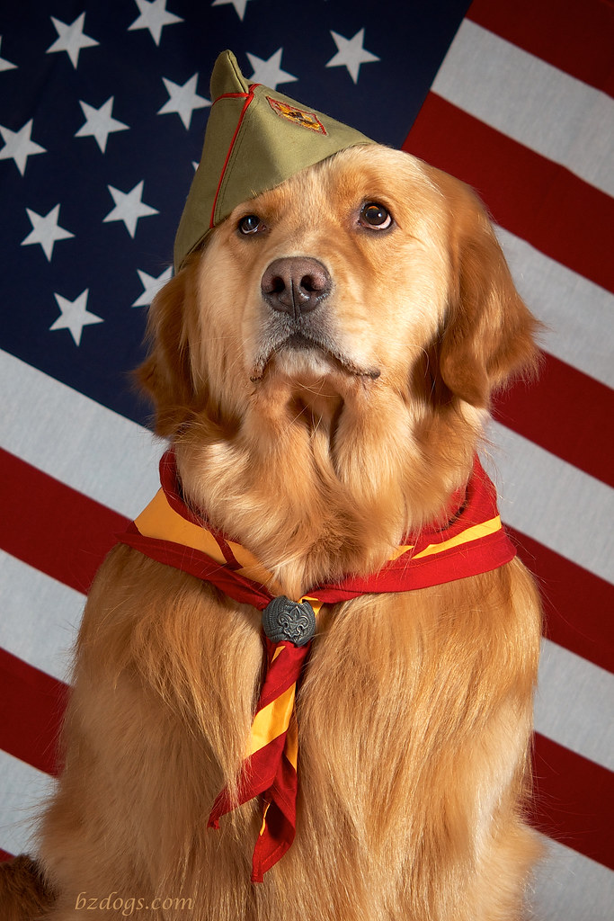 Boy Scout Dog