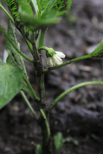 Pepper Blossom