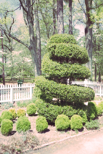 Corkscrew Topiary by bahayla