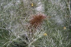 Apiaceae - Umbellifereae