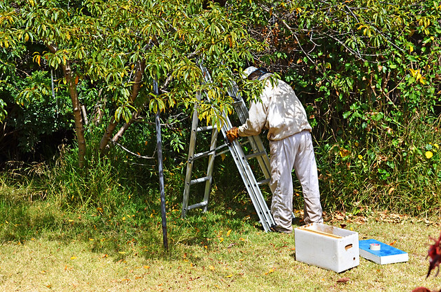 Alejandro Sets up the Temporary Bee Hive, Tenerife