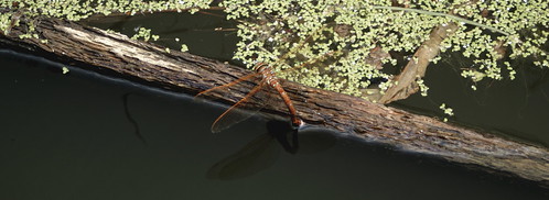 libelle - rot