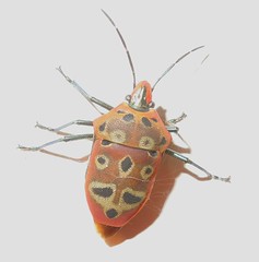 Shield-backed Bug (Cantao ocellatus) 
