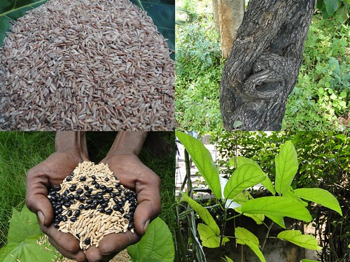 Validated Medicinal Rice Formulations for Diabetes (Madhumeh) and Cancer Complications and Revitalization of Pancreas (TH Group-138) from Pankaj Oudhia’s Medicinal Plant Database by Pankaj Oudhia