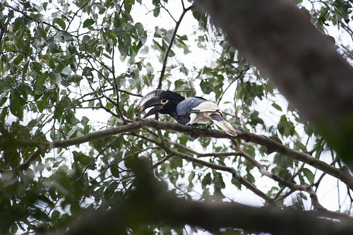white-thighed hornbill along the Lomami