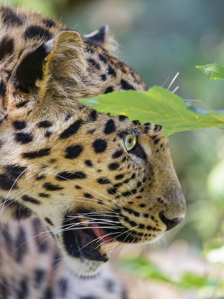 Leopard profile through foliage