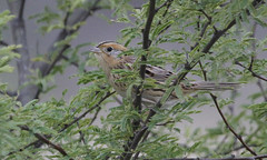 Warbler Woods Sparrows