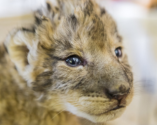 Portrait of a new born lion cub by Tambako the Jaguar