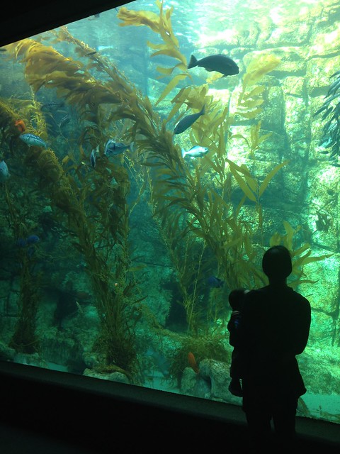 Kelp Forest Tank at Birch Aquarium