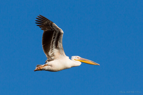 Great white pelican in flight by andiwolfe