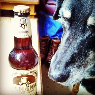 Lola hopes you all enjoy your favorite brew on St Pattys Day! #dogstagram #instadog #dobermanmix #dobiemix #BananaBread #beer