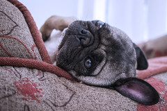 Buddy the Mischievous Pug: On the Couch
