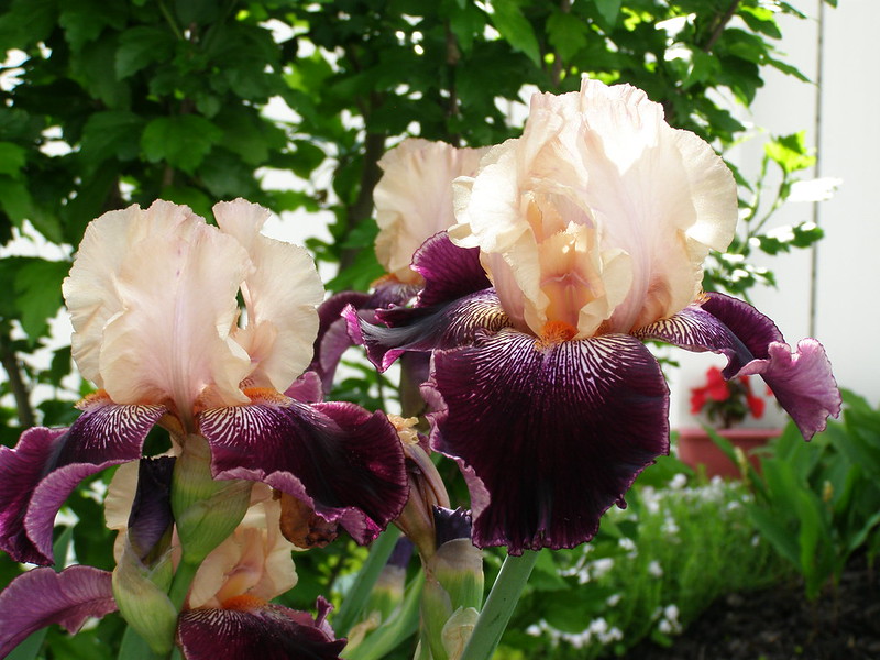 ~ german bearded iris...