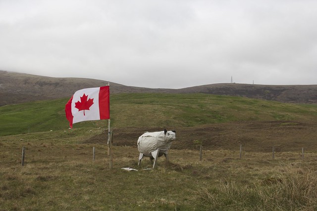 Canadian Faux Sheep