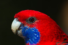 Parrots-Parakeet