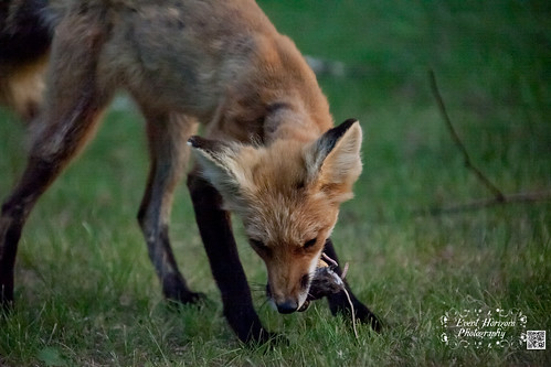 Red Fox with Mouse