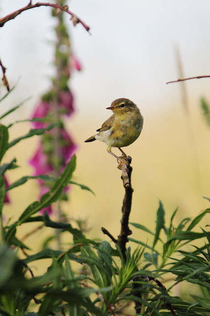 Young Willow Warbler