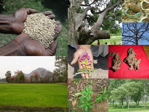 Medicinal Rice Formulations for Diabetes Complications, Heart and Liver Diseases (TH Group-65 special) from Pankaj Oudhia’s Medicinal Plant Database by Pankaj Oudhia
