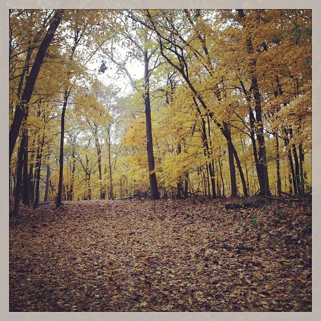 More fall colors. #ridinggravel #fall