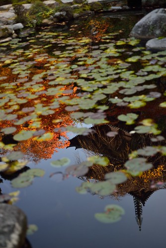 The autumn reflected in the water surface @Taima-dera temple.