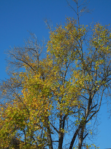 DSCN7357 - Golden Autumn Leaves