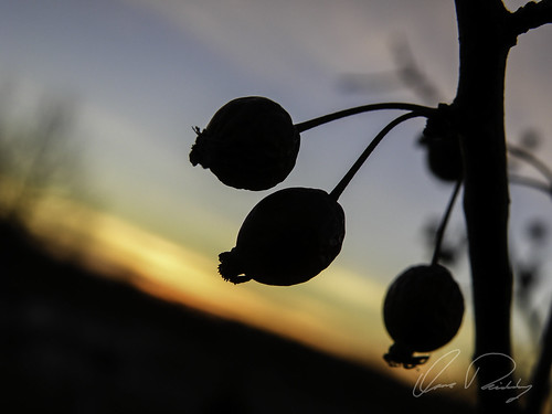 Berry Silhouette