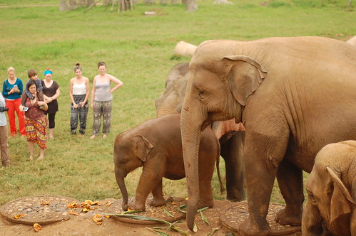 Elephant Nature Park 9