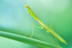 Phasmids and mantids (Philippines)
