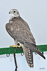 Falcão-sacre. Falco cherrug (Nº288 C)