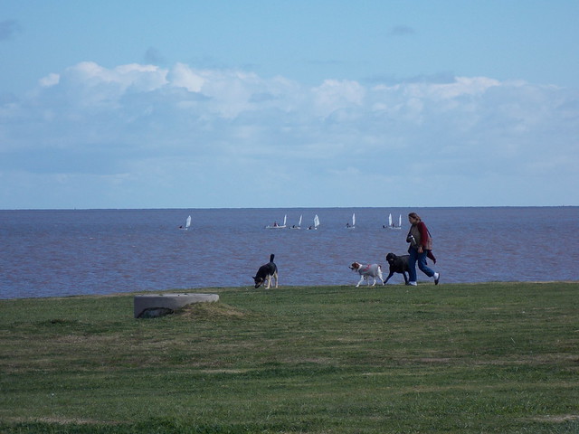 Mulher passeando com seus cães e uma regata ao fundo