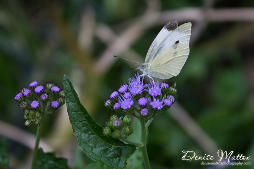 294: Butterfly