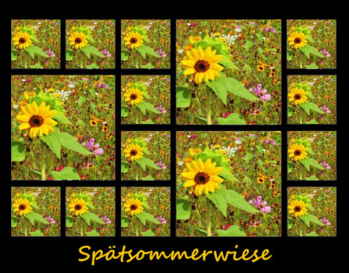 Wiese Wiesen Blume Blumen Blumenwiese Sommer Spätsommer Sommerwiese Spätsommerwiese Collage 