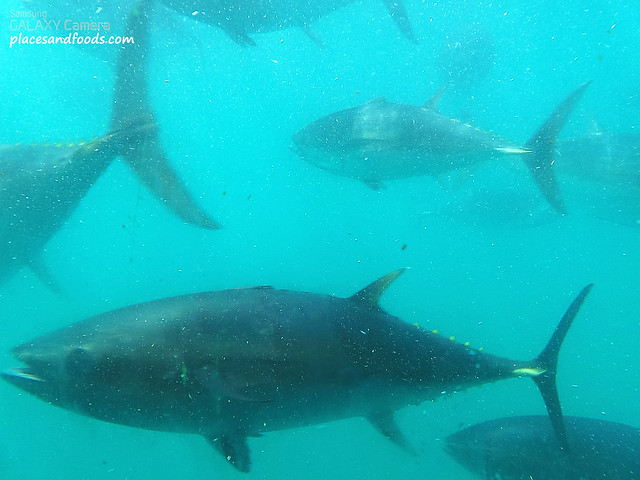 swim with blue fin tuna