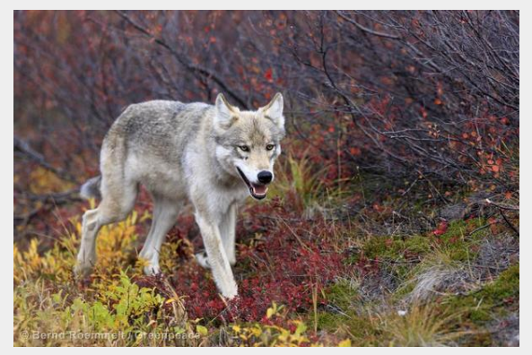 Gray Wolf, Photo Credit: Greenpeace