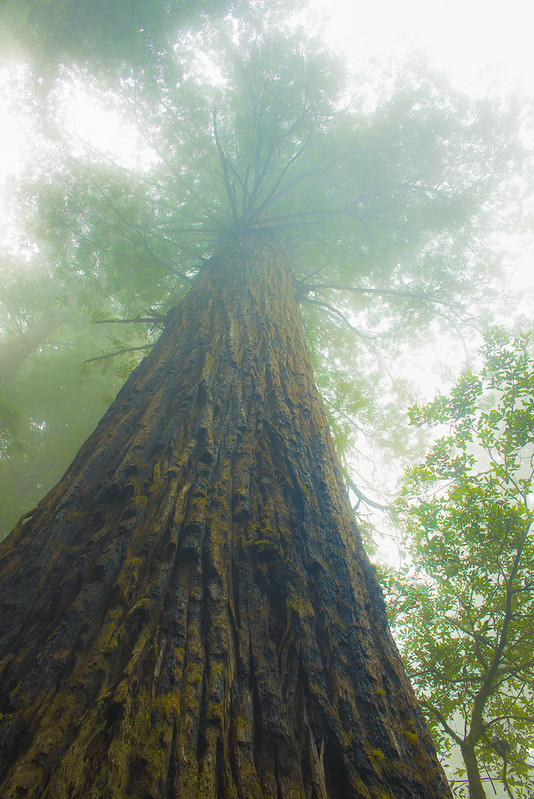Redwood National Park (4 of 5)