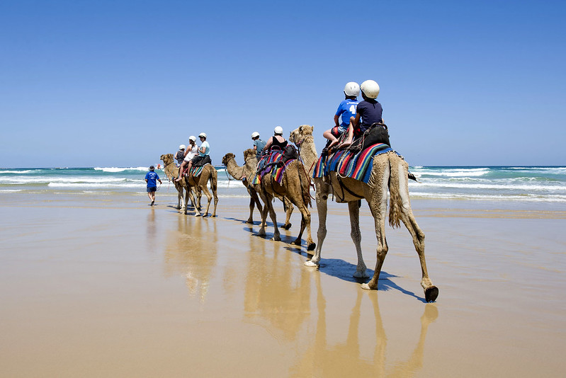 Camel rides at Port Stephens