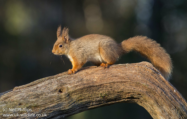 red squirrel-7