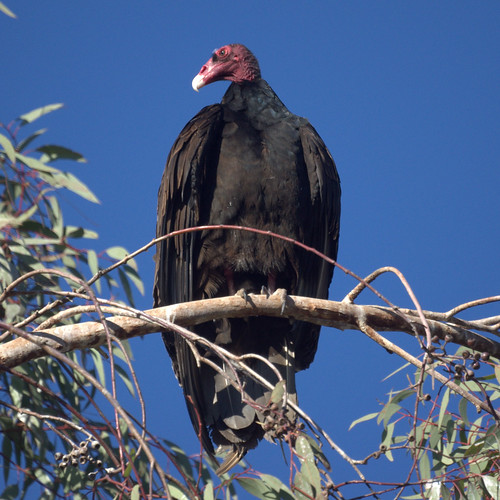 Turkey Vulture by Mike's Birds