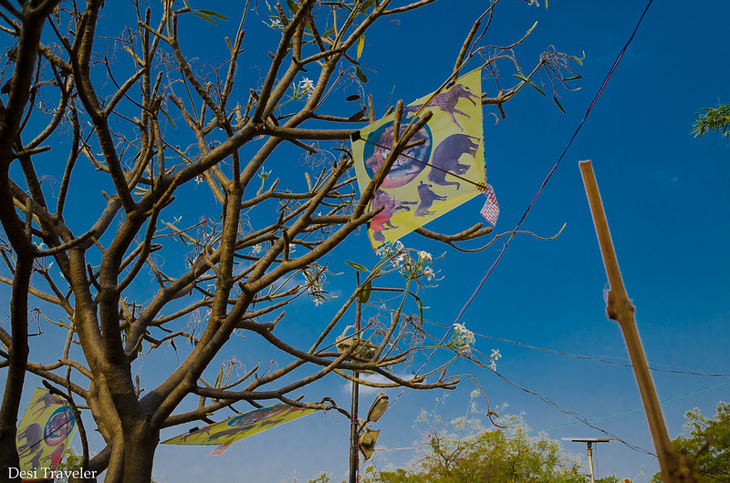 kite stuck in a tree