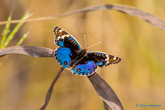 The Gambia 2014 - Butterflies & Moths
