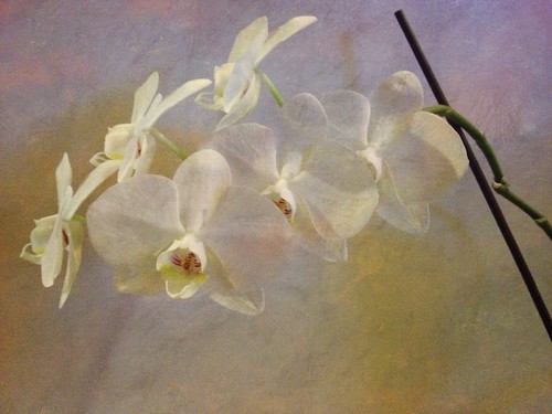 Orchidée by Sardequin