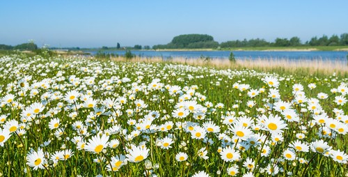 Wild flowering oxeye daisies - Wilde Margrieten by RuudMorijn