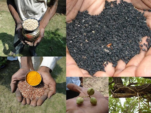 Medicinal Rice Formulations for Diabetes Complications and Heart Diseases (TH Group-8) from Pankaj Oudhia’s Medicinal Plant Database by Pankaj Oudhia