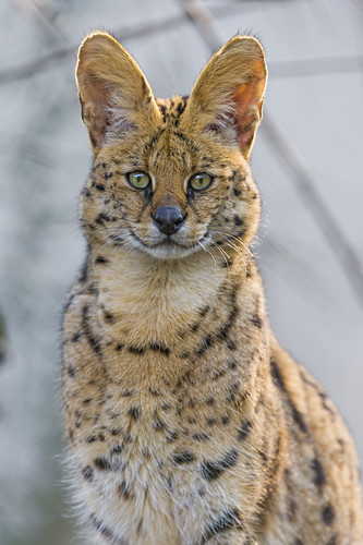 Male serval sitting and looking at me by Tambako the Jaguar