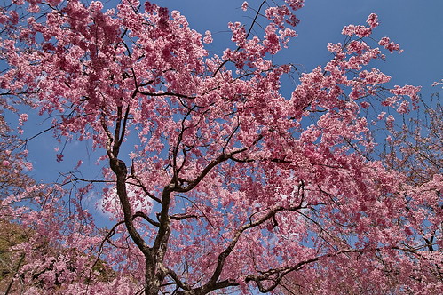 【写真】桜 : 勝持寺