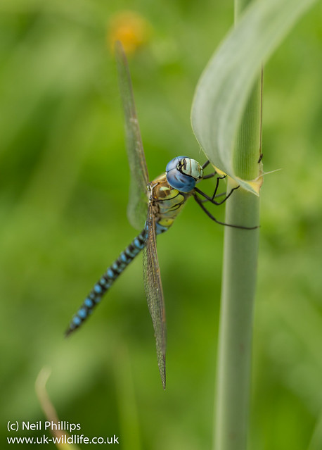 Southern migrant hawker Aeshna affinis
