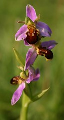 BEE ORCHID LEICESTER by davidearlgray