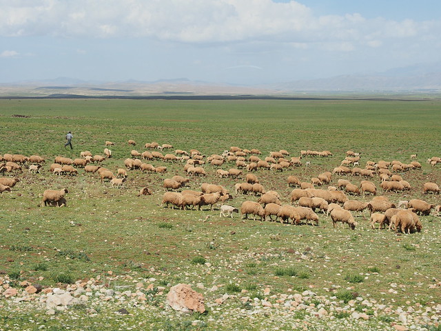 北非羊
