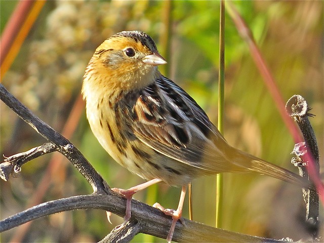 Le Conte's Sparrow at Sugar Grove Nature Center in Funks Grove, IL 04