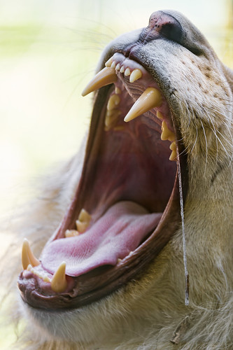 Yawning Zumba by Tambako the Jaguar